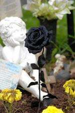 Black rose left on Ashley Dighton's grave