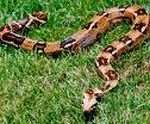 A boa constrictor