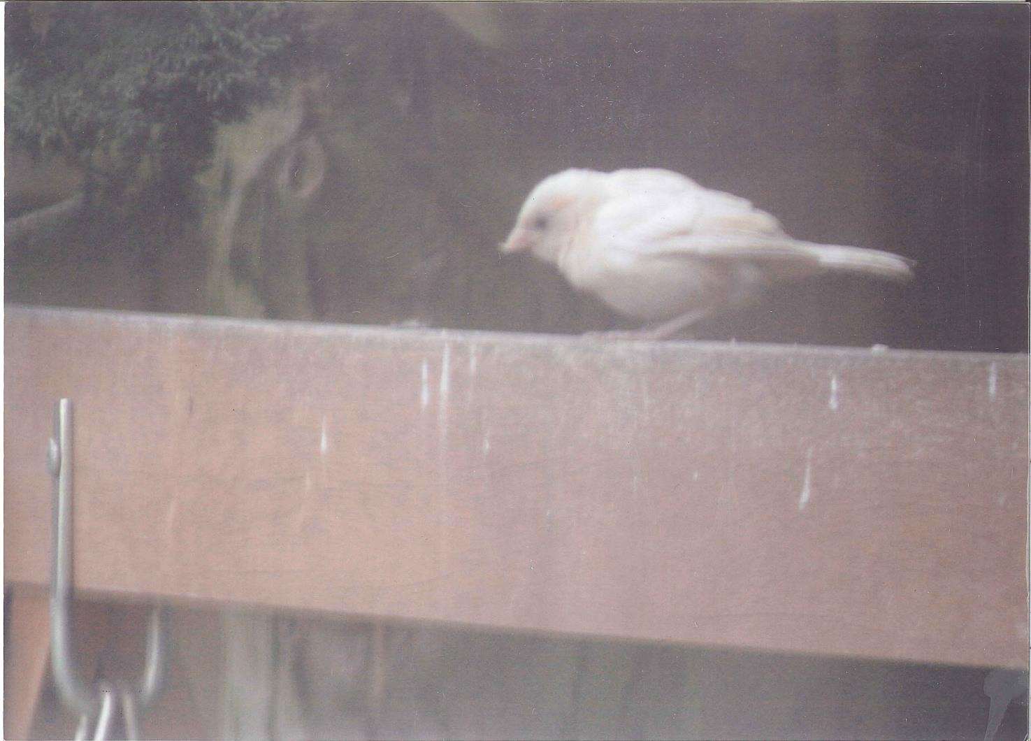 George Galdies made the news after photographing a rare albino sparrow in 2012