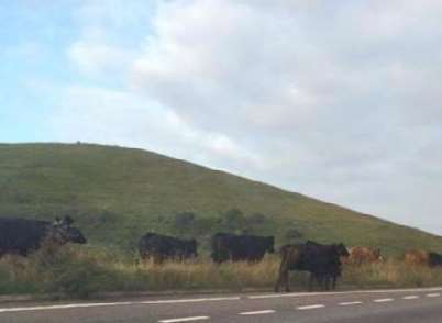 Cows looking as though they could step onto the dual-carriageway at any moment.