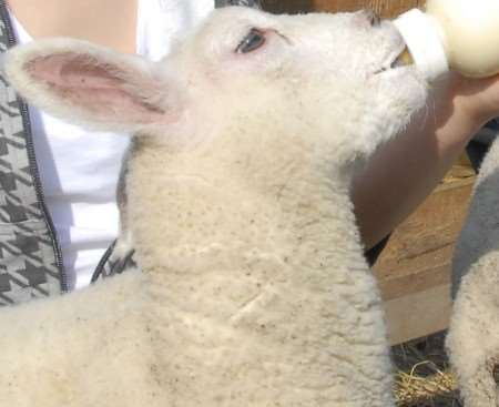 One of the lambs at Kent College's farm enjoys a meal. Picture: Barry Duffield