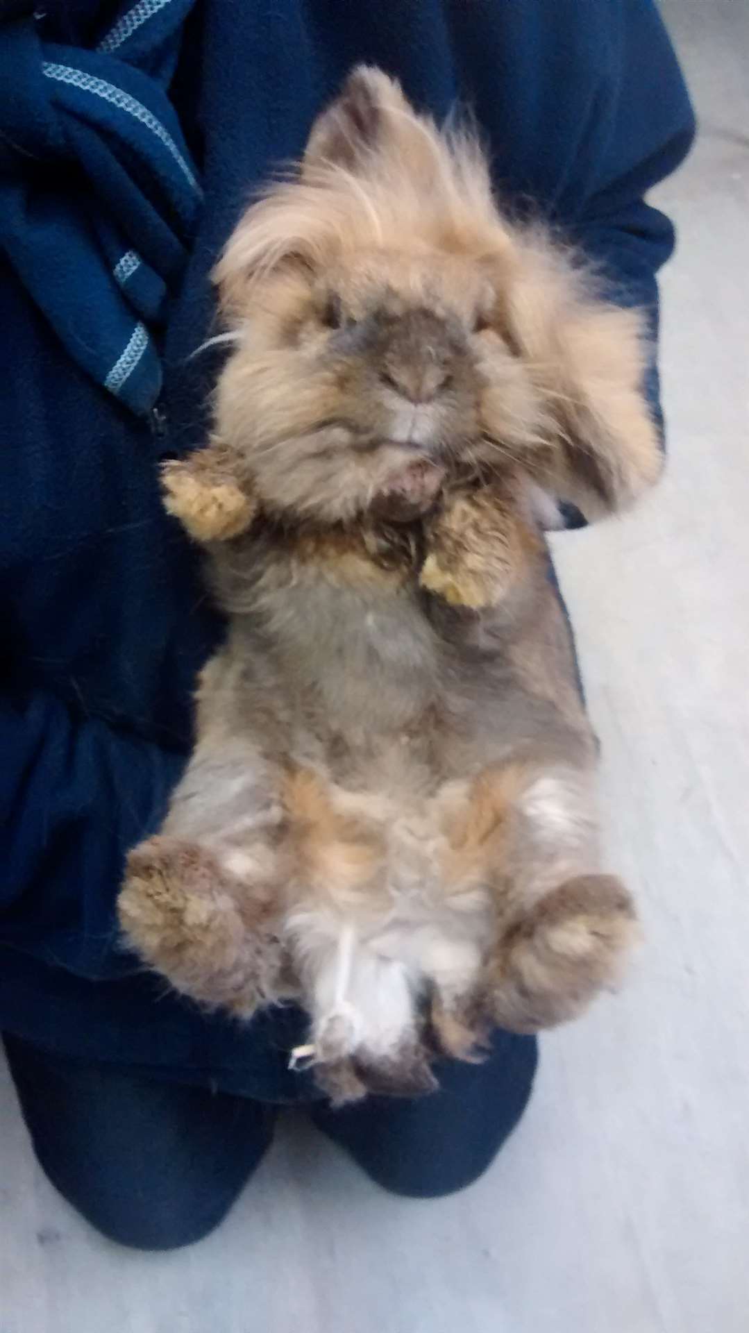 One of the rabbits found in Plains Avenue yesterday