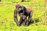Baby gorilla back with his mum