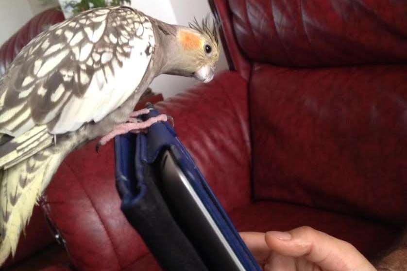 Ghugi the cockatiel perches on top of an iPad