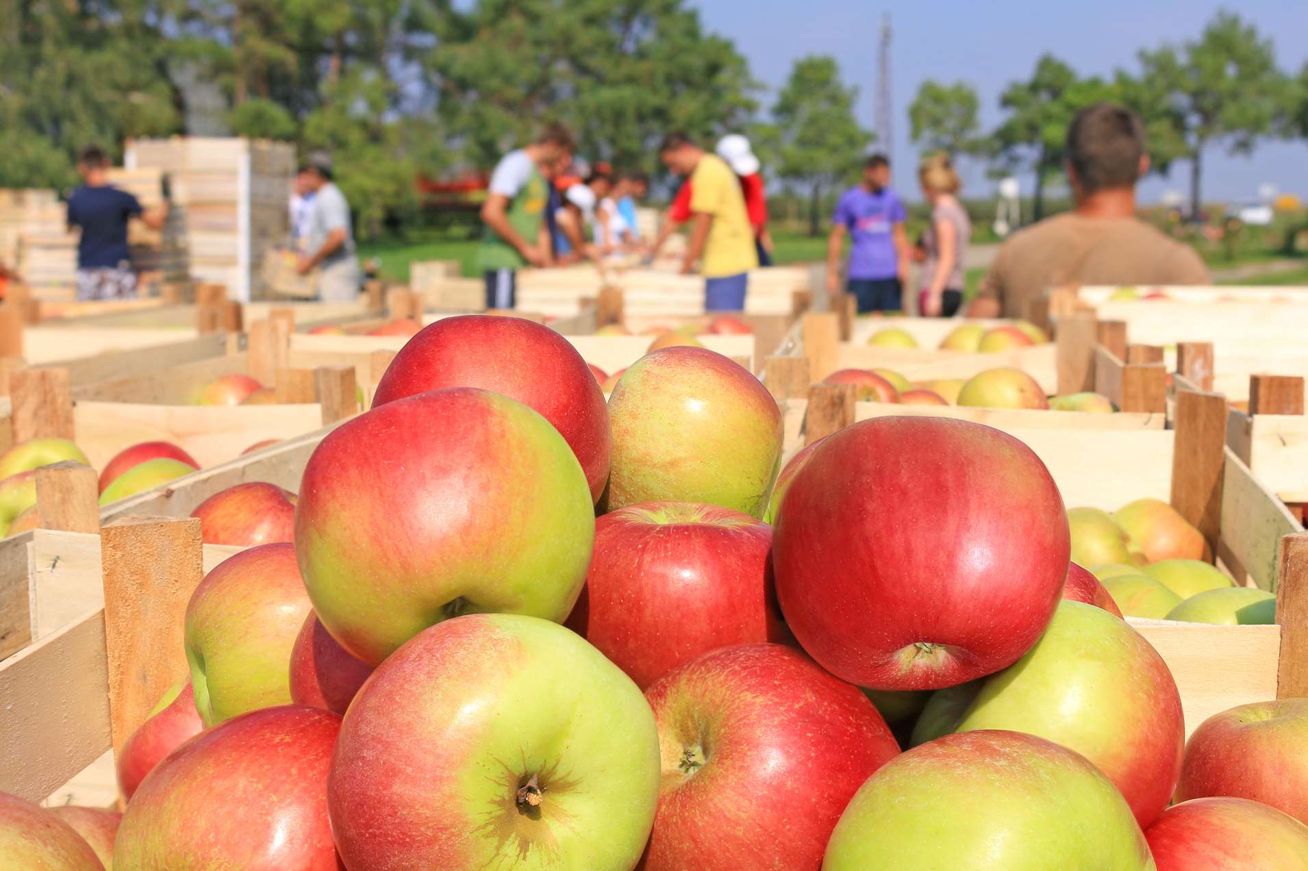 The apple harvest is just coming to an end