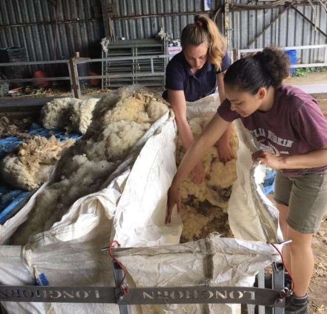 Aspiring vet Amber Cordice helping out at Harvel House Farm in Meopham during sheep shearing