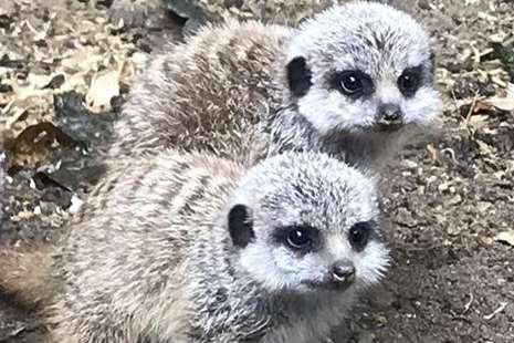 The baby meerkats at Kent Life