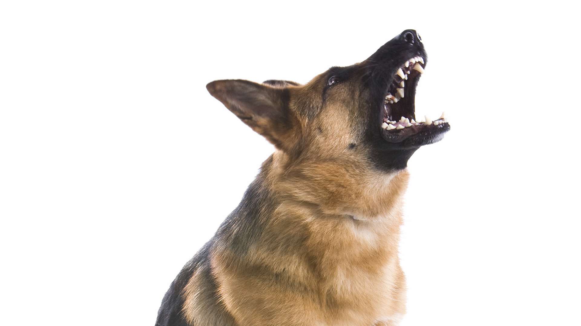 The german shepherd had to be Tasered. Stock image.