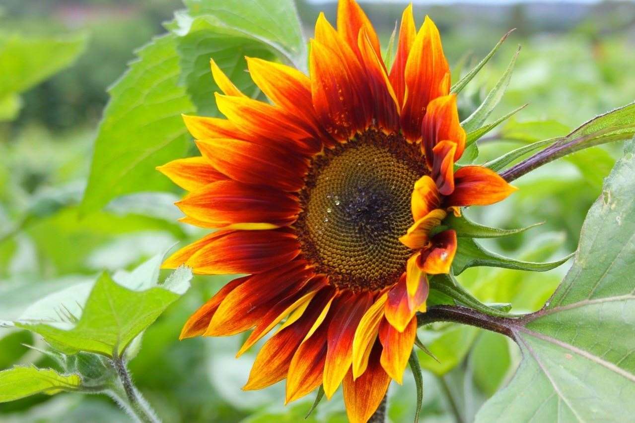 One of the different varieties at the Sunflower Patch at Pumpkin Moon, grown for the first time this year