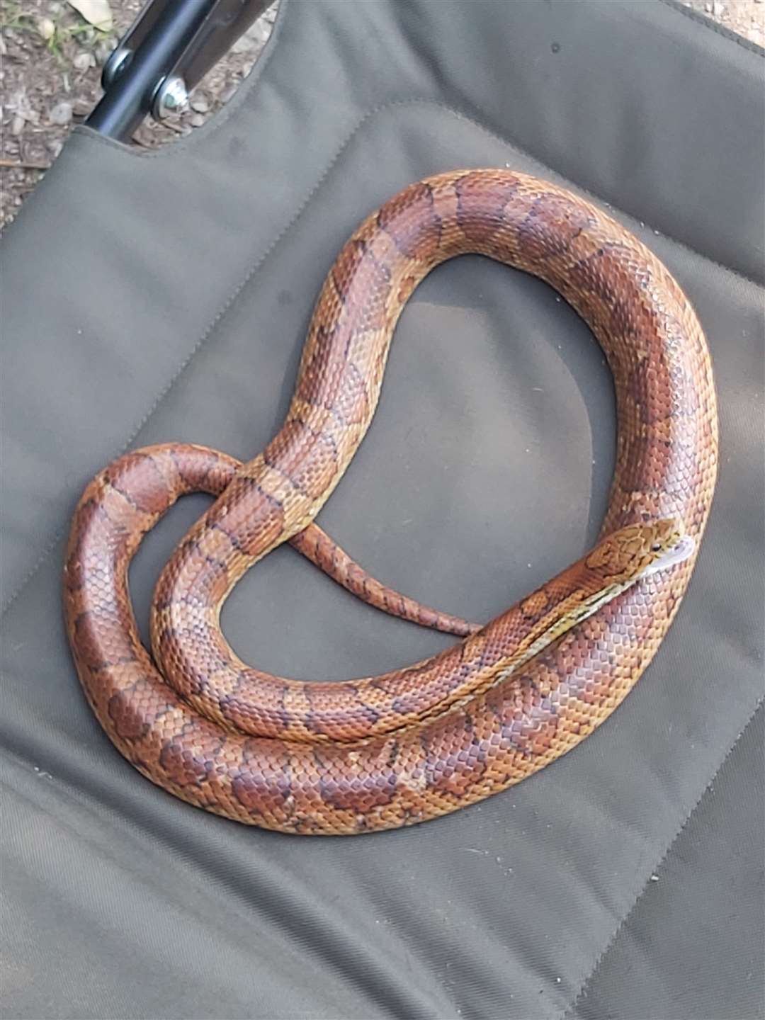A snake was discovered in Brooklands Lake, Dartford. Photo: Kent Police
