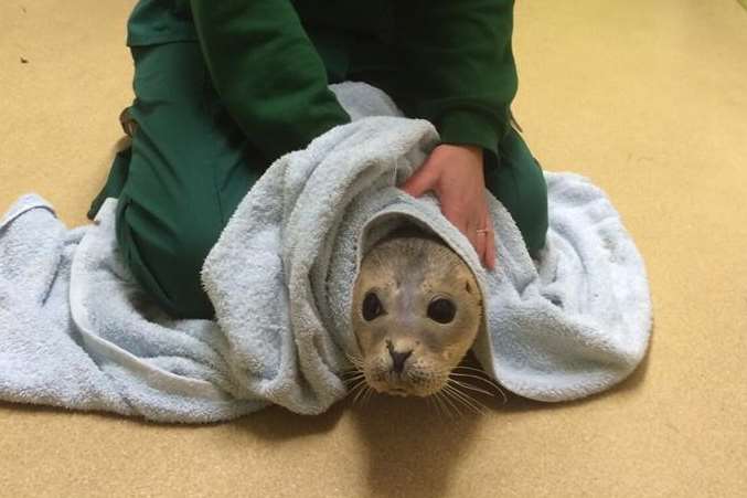 The seal in the vet's safe hands. Picture: Burnham House Veterinary Surgery.