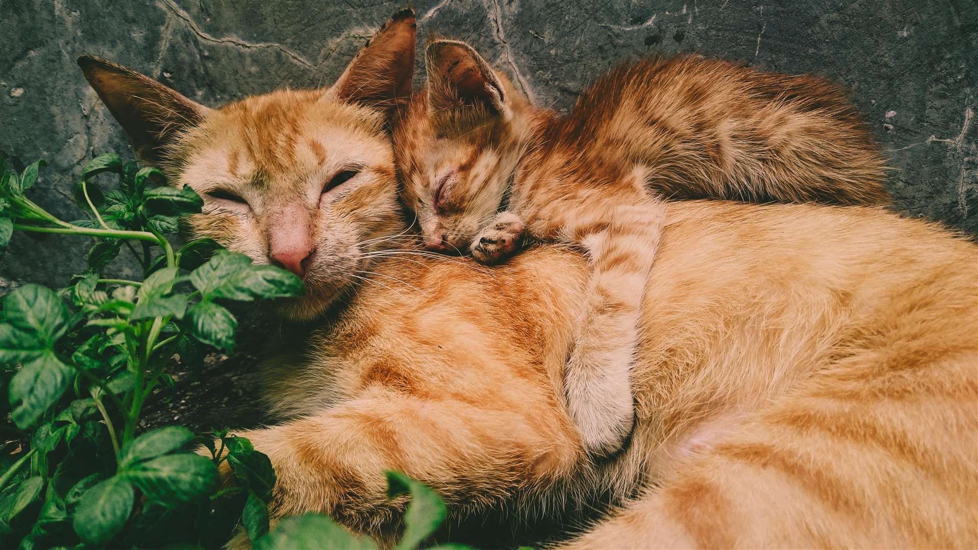 Cats like sleeping with people and other cats because they want extreme warmth, attention and they feel safe around you to be vulnerable. Picture: Mochamad Wildan, Pexels