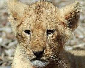 The male lion cub at Port Lympne