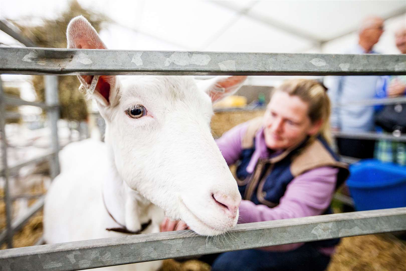 Meet animals such as sheep, cows, goats, rabbits and pigs.  Photo: Thomas Alexander