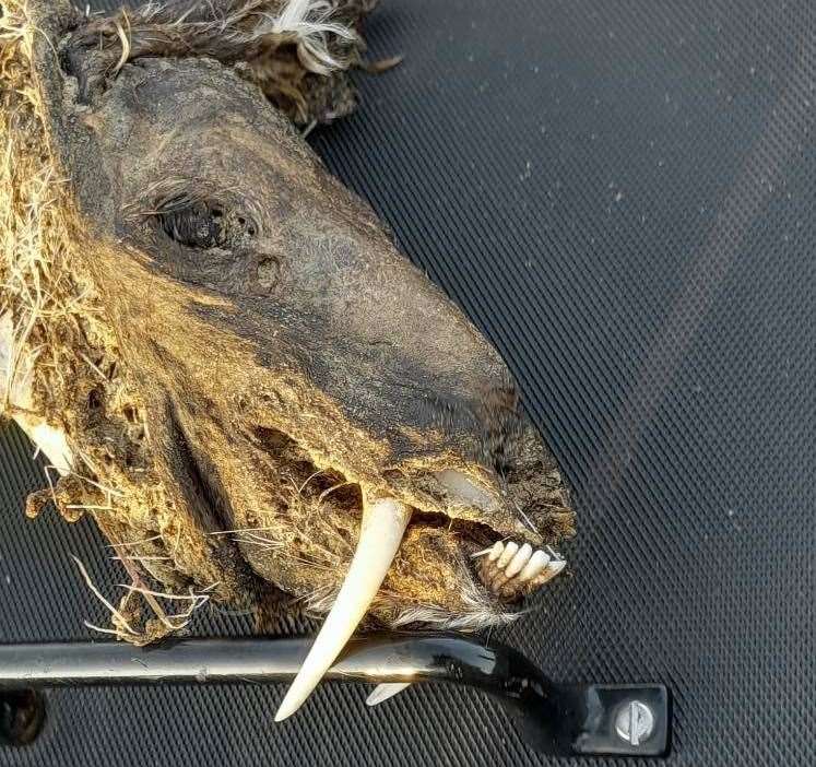 The 'vampire deer' was found on a beach in Deal. Picture: Lisa Dutton Leeson