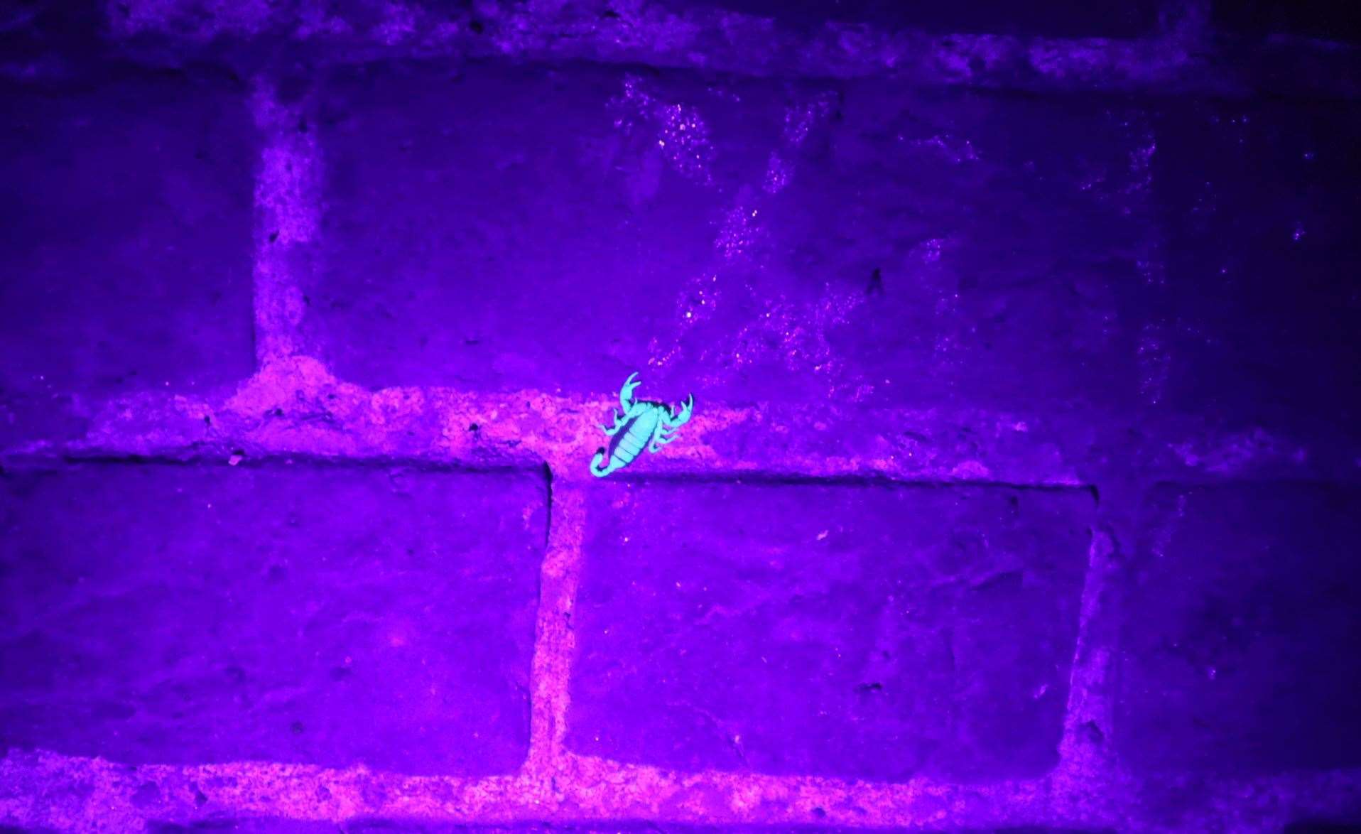 Scorpion glowing in UV light at Blue Town, Sheerness. Picture: John Nurden