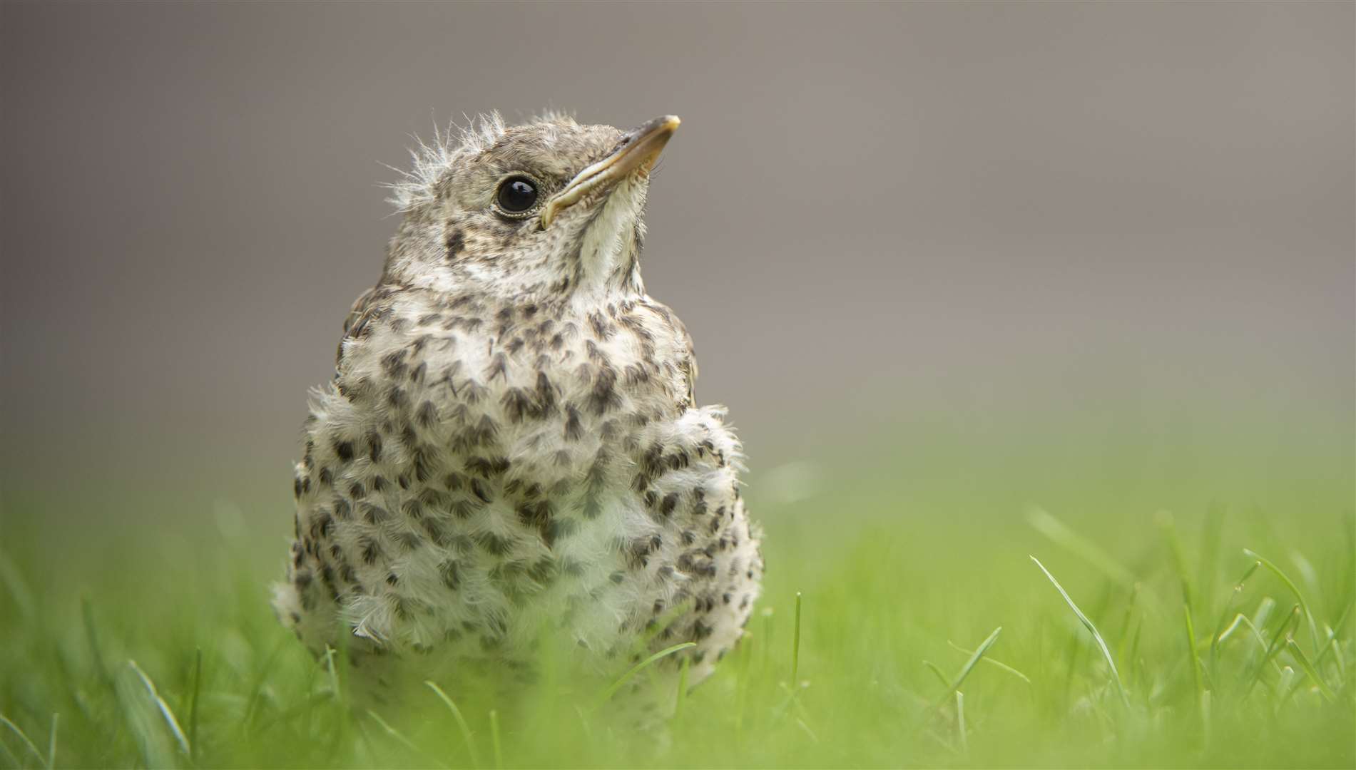 It's not unusual for baby birds who have recently braved leaving their nest to be seen on the ground Picture: RSPB