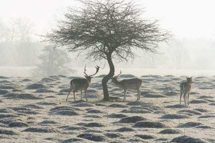 The deer brave a winter's day at Knole Park Picture: National Trust