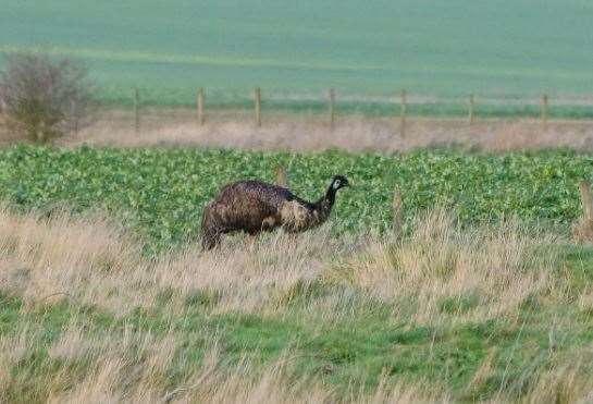 Erica the runaway emu caught on camera by Sheppey wildlife photographer Phil Haynes (7795739)