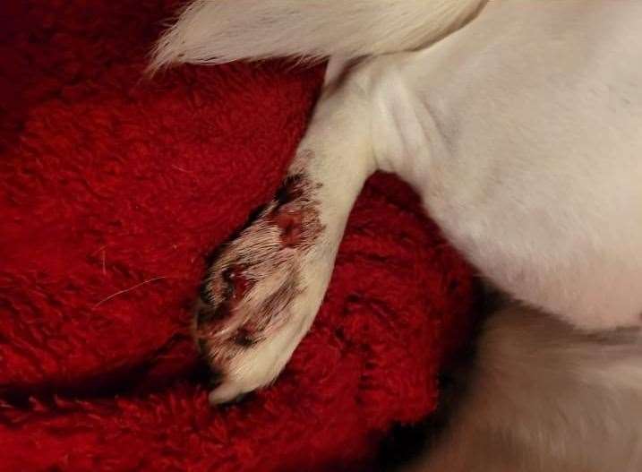 Jack Russell Millie's injured paw