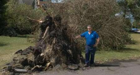 This tree toppled over at Beachfields Park at Sheerness. Picture: MIKE SMITH