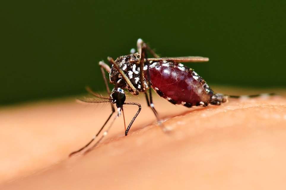 Malaria kills 600,000 people a year