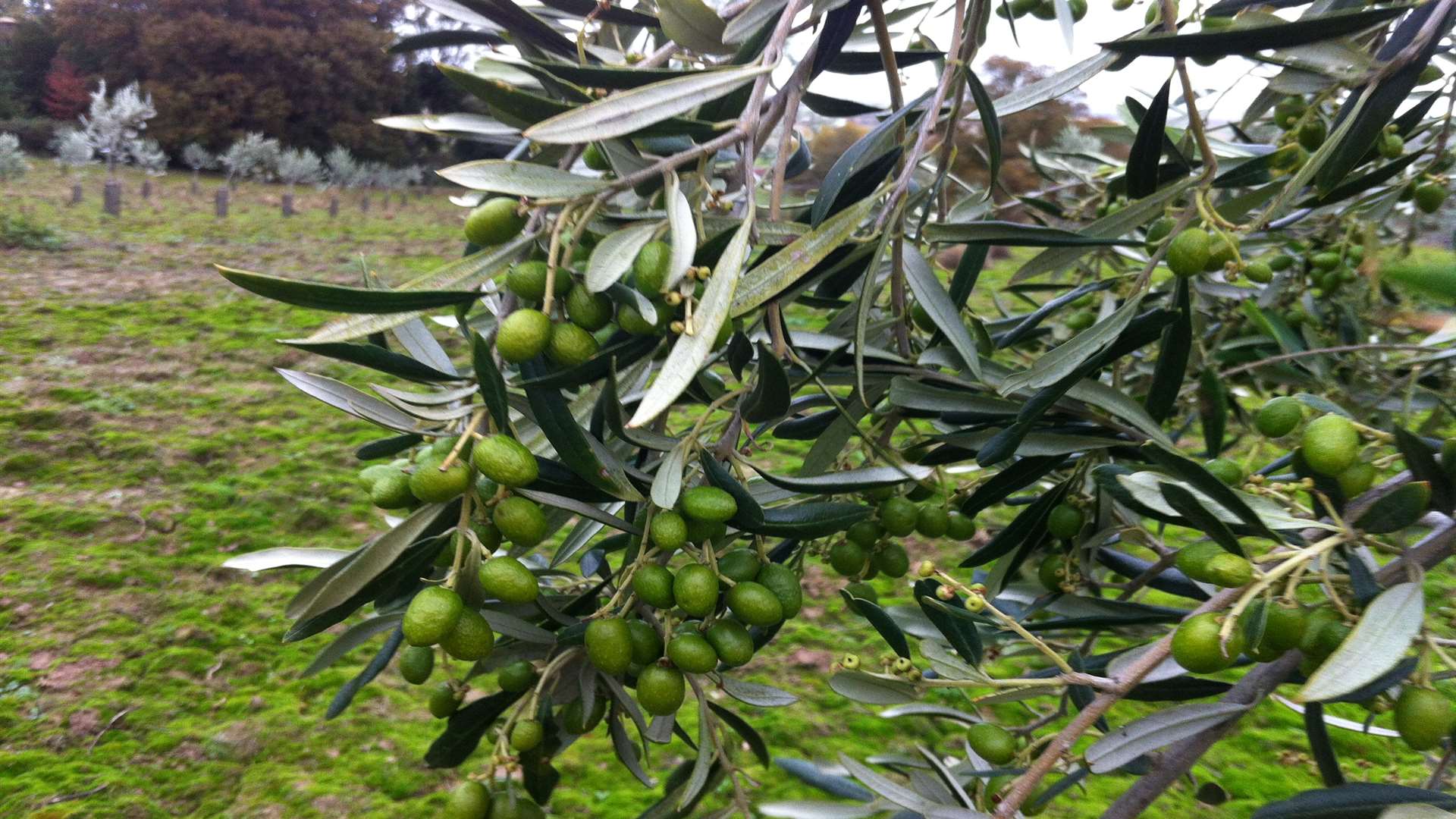 The olives are growing well in Kent