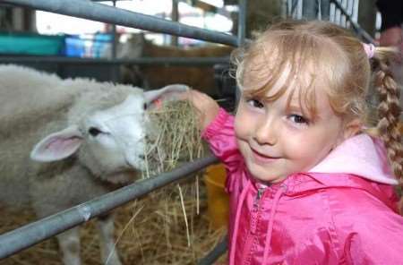 Getting a close-up view of the livestock is one of the delights of the Kent Show