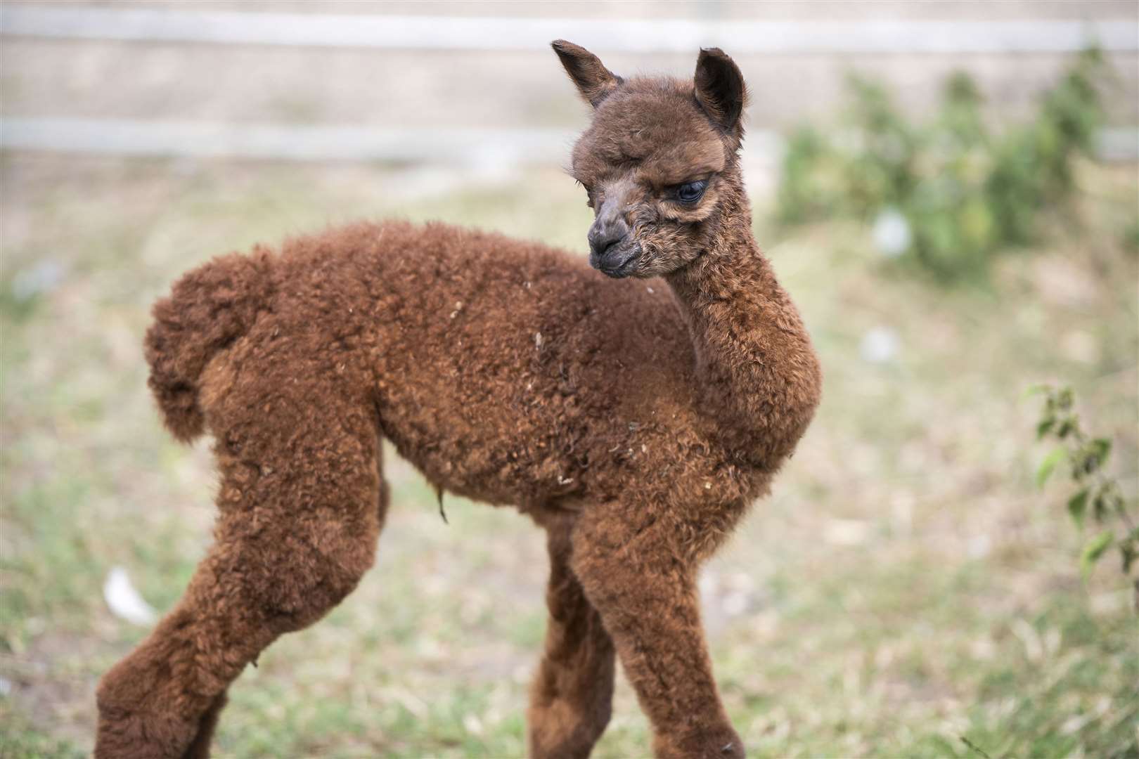 Two alpacas were also killed in Nettlestead, near Maidstone. Picture: Stock