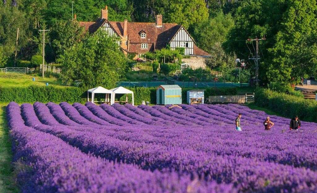 Castle Farm's lavender fields are a popular summer destination. Picture: Castle Farm