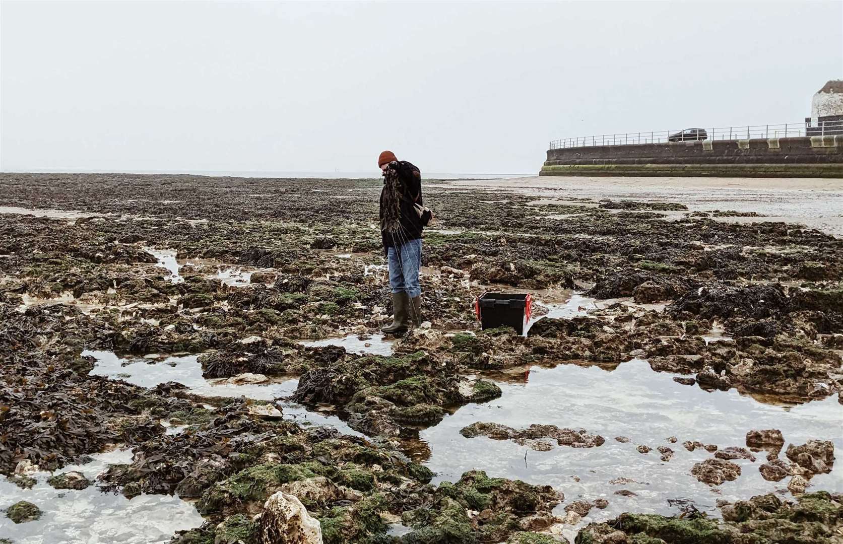 Haeckels employees collecting seaweed on Margate beach. Picture: Haeckels