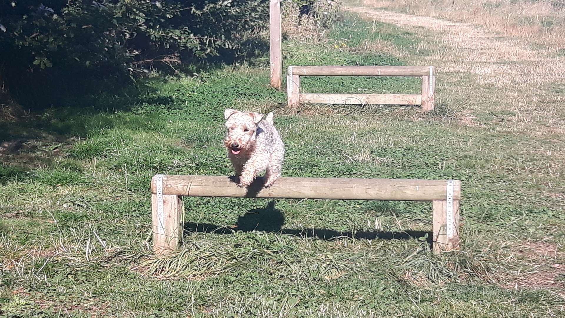 Barley jumping over hurdles at Jeskyn's park