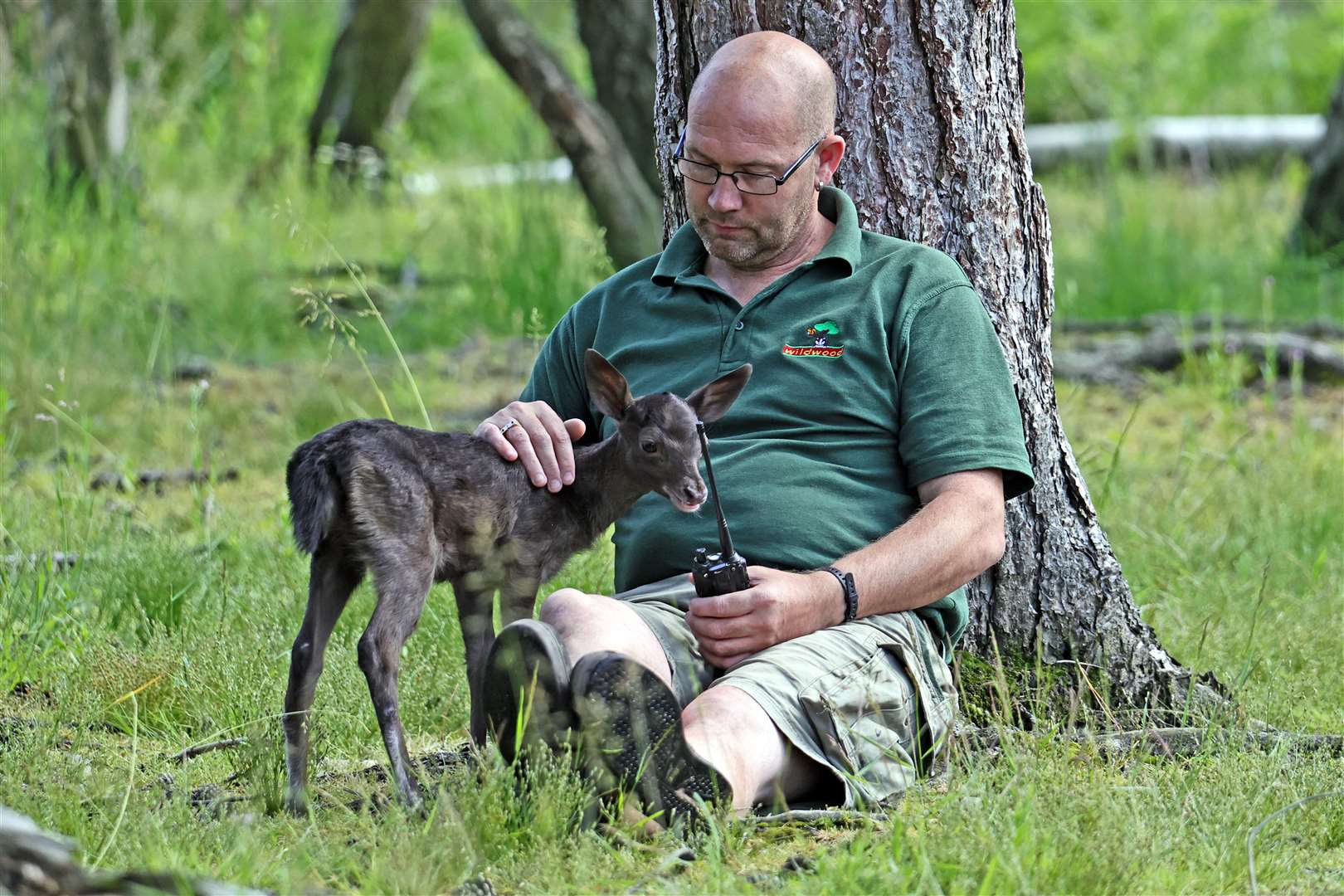 Stewart Cuthbert with the black fallow fawn at Wildwood Wildlife Park. Picture: Wildwood Trust
