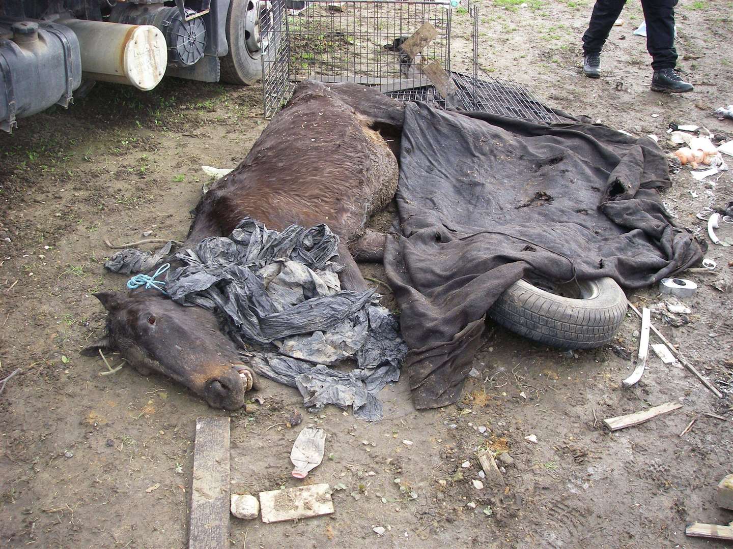 A foal and mare belonging to Samuel Powell were found emaciated and covered in fleas