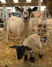 Lambs born at Hadlow College. Library picture