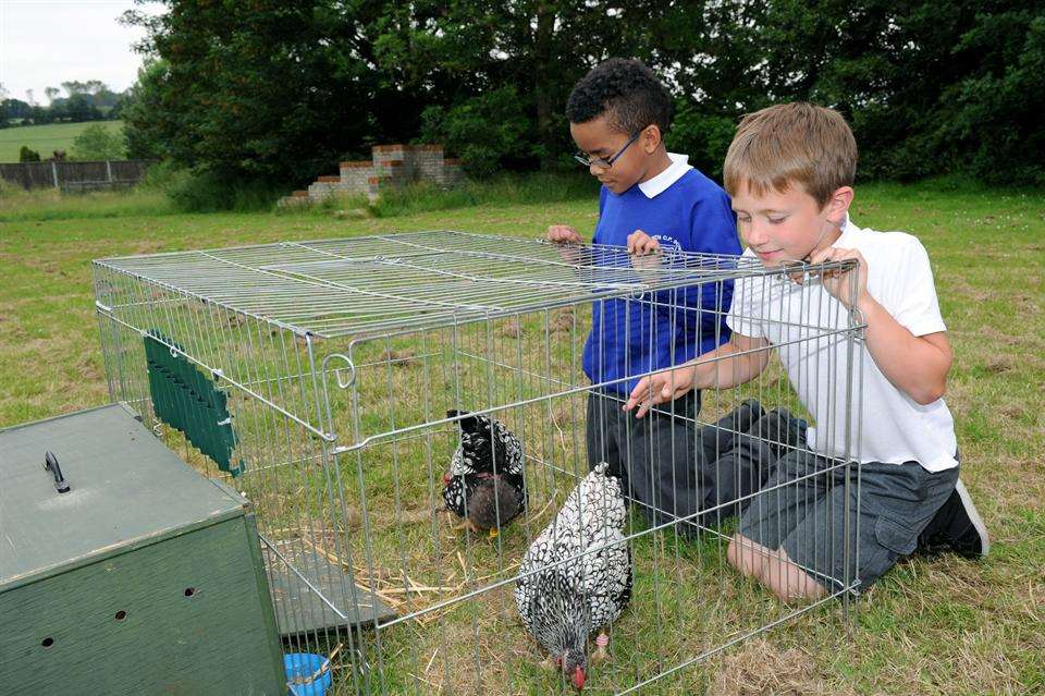 Raph Hamilton & Freddie Taylor, both 9, with hens.
