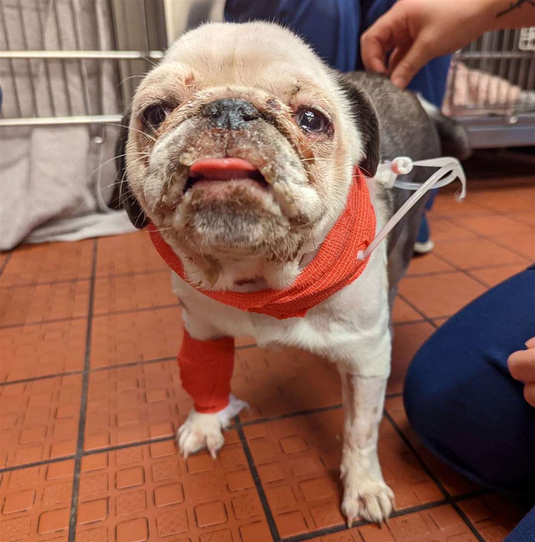 The pug had a swollen face and had difficulty breathing
