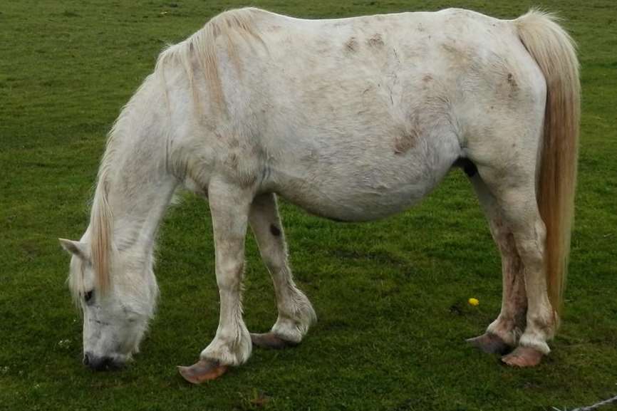 RSPCA inspectors are keen to trace the owner of Shetland ponies which were found in an Iwade field with overgrown hooves