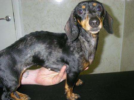 Angel the starving dachshund.