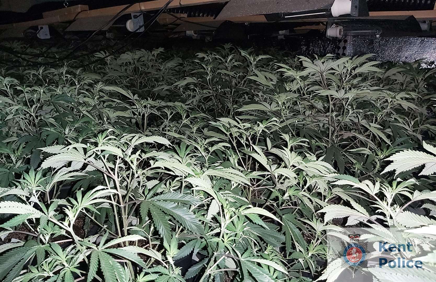 Cannabis plants found in a disused church in Northfleet