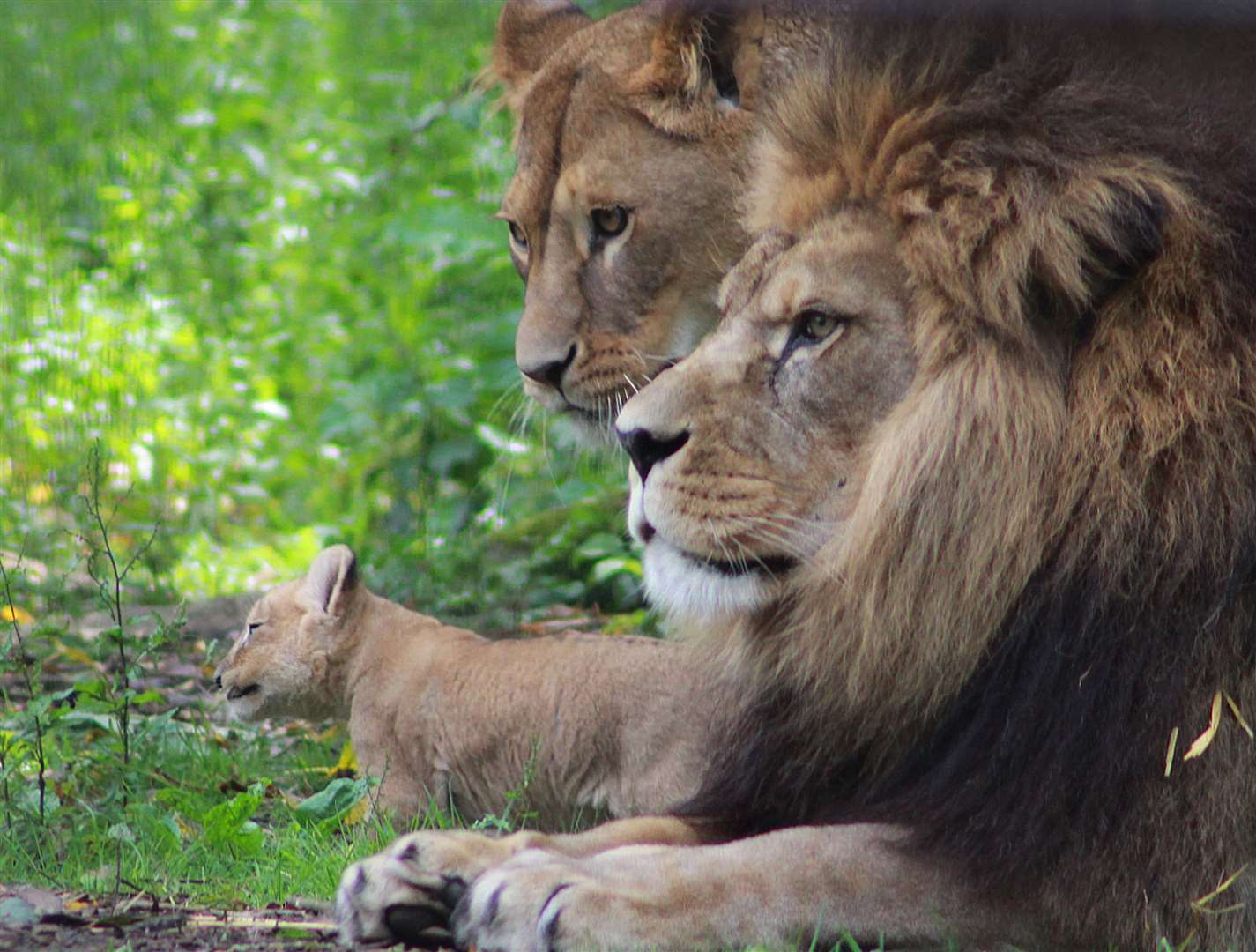 Parents Adras and Oudrika with their young cubs (12889835)