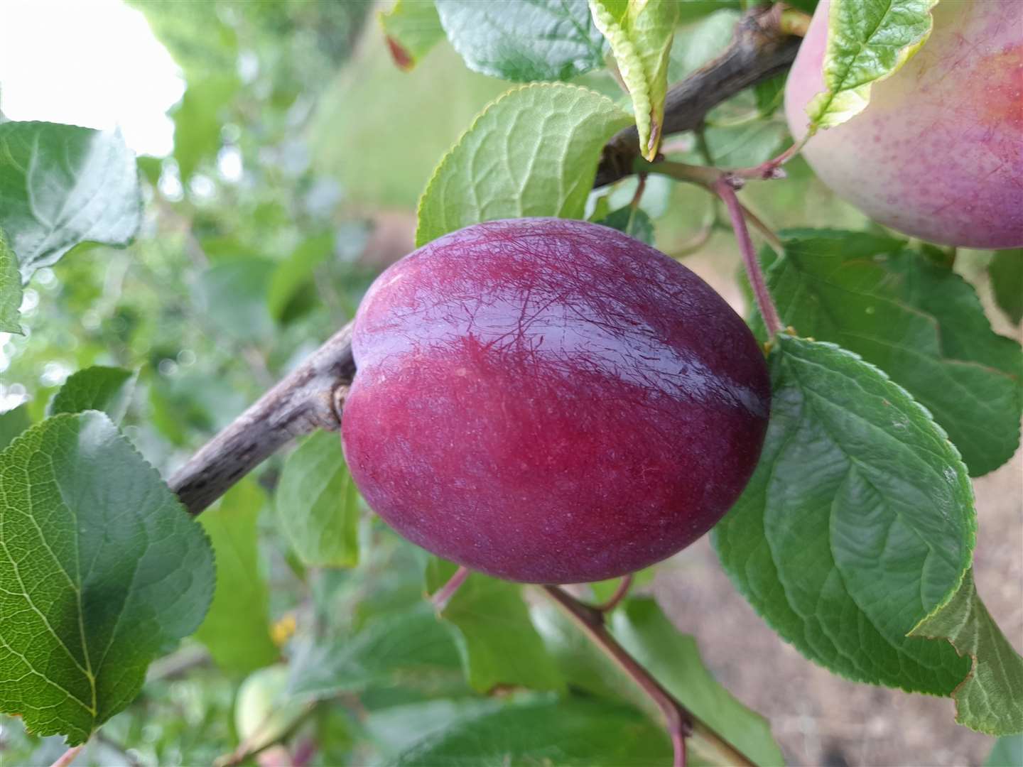 The Malling Elizabeth plum was unveiled publicly this week