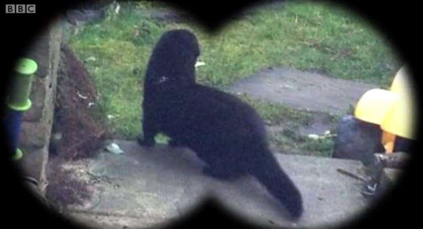 How the black hob ferret appeared on screen Photo: BBC