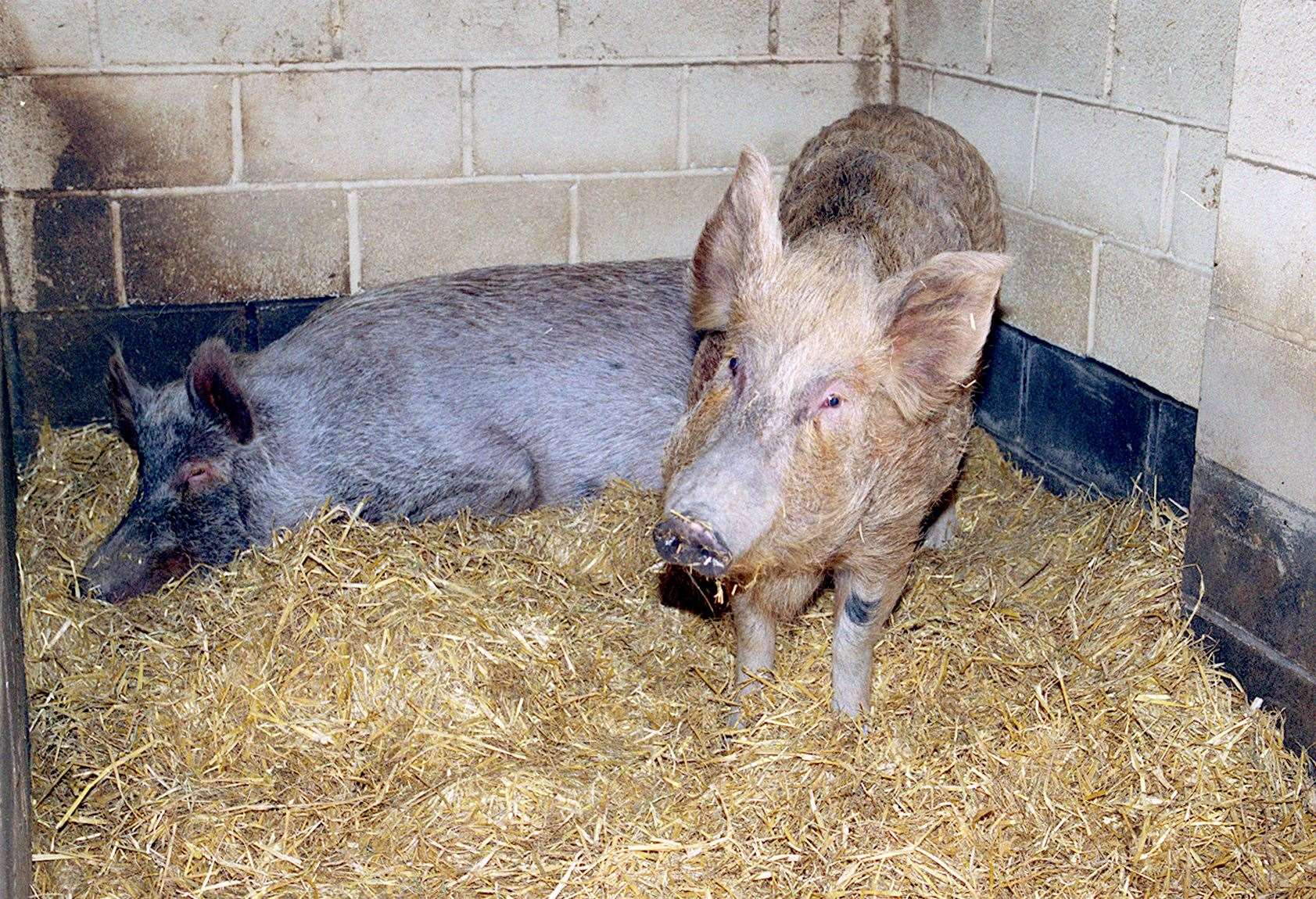 The Tamworth Two made a new life in Kent after their escape