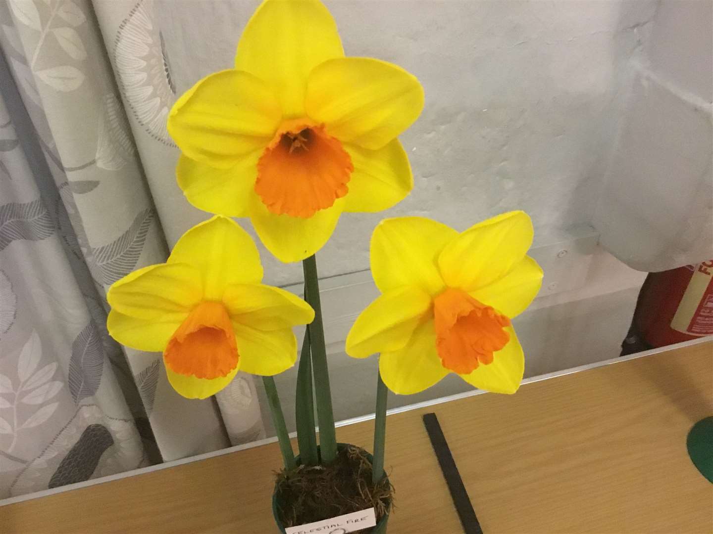 Close-up of daffodil at Great Mongeham Horticultural Society Spring Show
