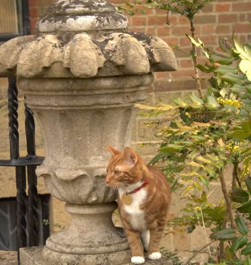 Jock VI purr-uses Churchill's former gardens at Chartwell. Picture: Iain Carter, National Trust
