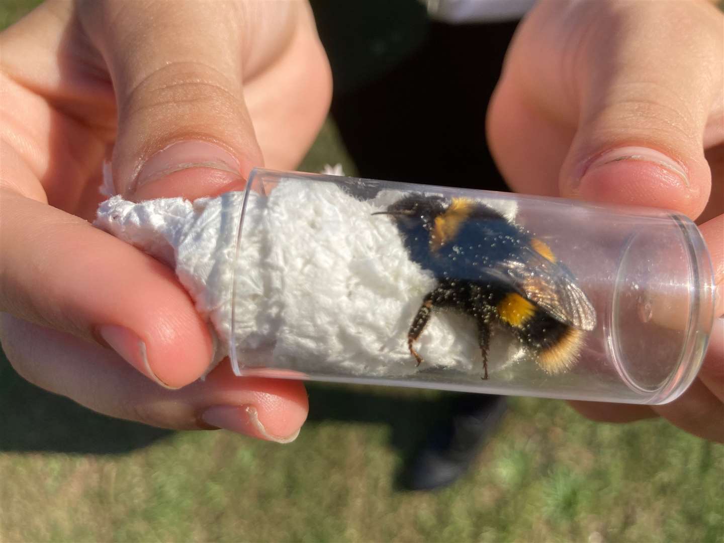 Close-up of a queen buff bumblebee found by Oasis Academy pupils Summer Smith, 14, during the Great Big Green Week event at Beachfields seafront park, Sheerness