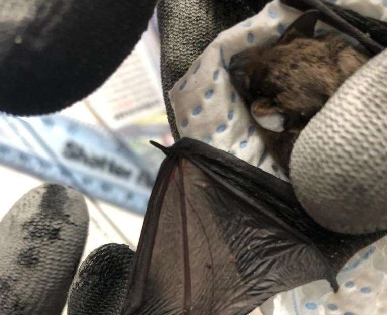 Wildwood Trust is hoping to reunite the bat pup with its mum. Picture: Wildwood Trust