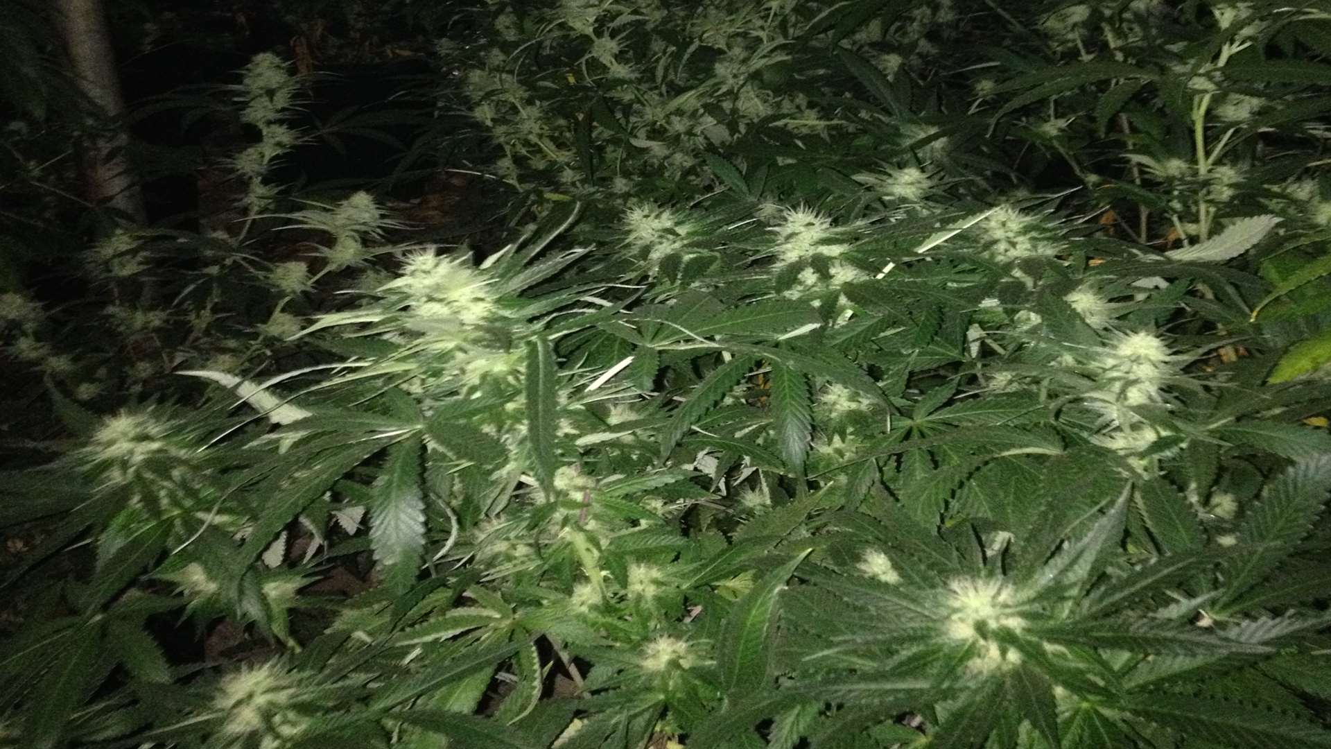 The cannabis factory was hidden in a barn