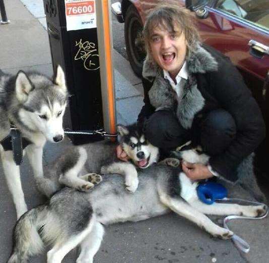 Pete Doherty with his huskies. Picture: @petedoherty. (5471654)